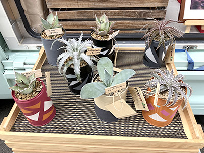 植物(販売商品)